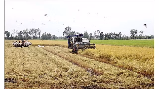 Selon la stratégie de développement agricole du Vietnam, d'ici 2030, le taux moyen de croissance de la valeur de la production agricole sera de 2,2 à 2,5 % par an. Photo : VNA.