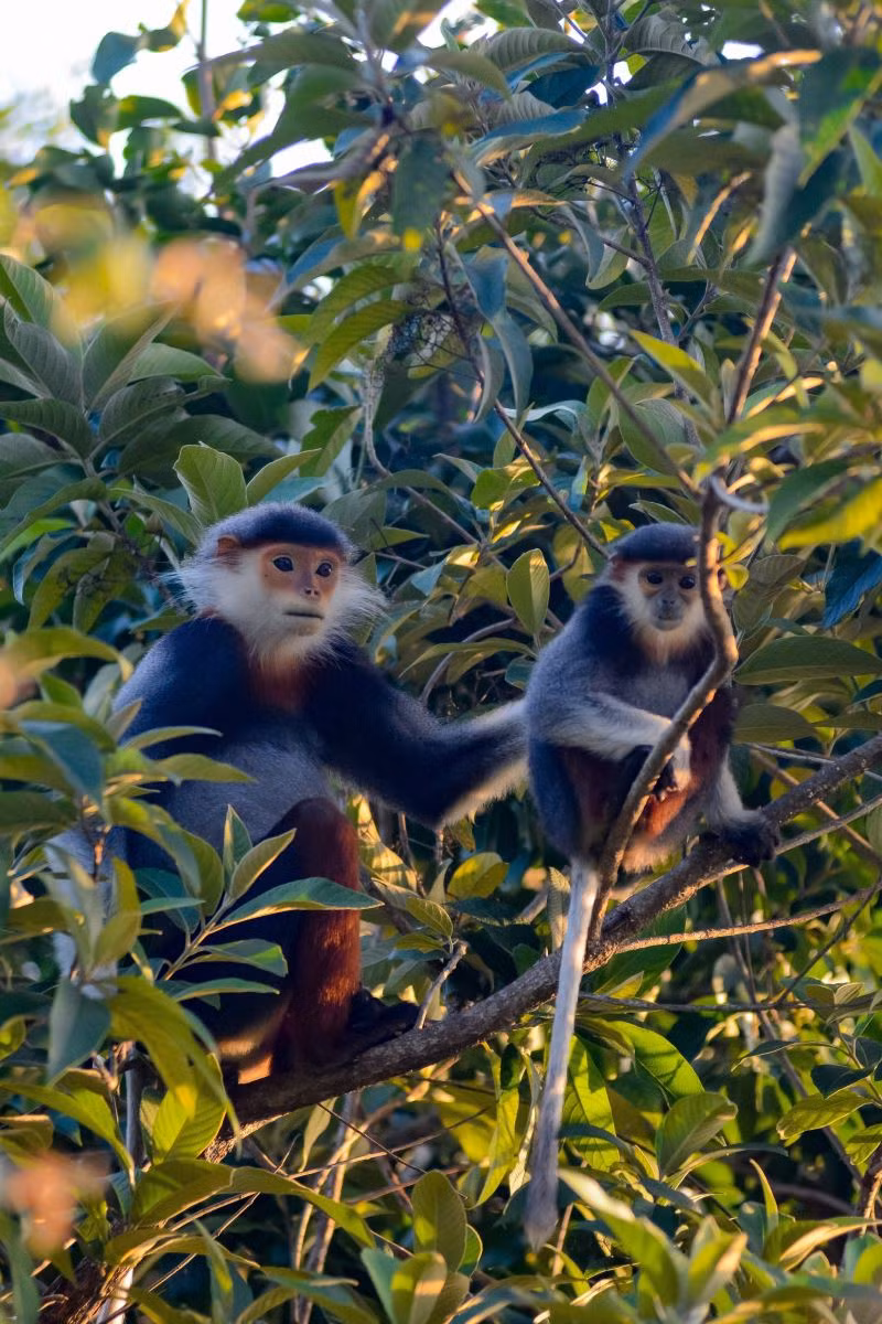 Il est souvent surnommé le singe costumé en raison de sa fourrure colorée. Photo: VNA
