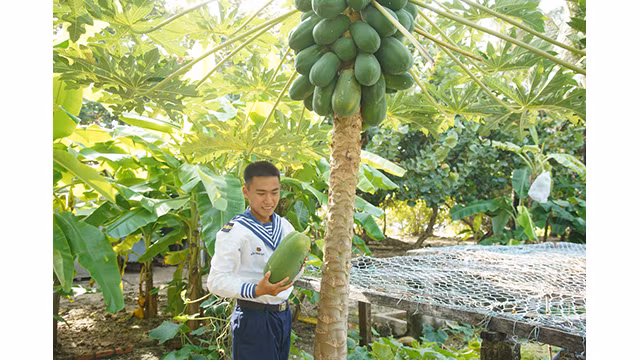 De nombreux arbres fruitiers sont cultivés sur l'île. Le verdissement de Truong Sa crée de beaux paysages et à permettre d’alimenter les soldat. Photo : baobacgiang.com.vn