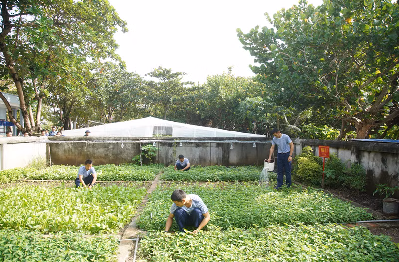 Les potagers des soldats sur l'île de Truong Sa. Photo : baobacgiang.com.vn