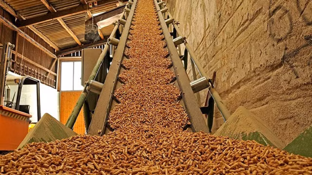 Binh Dinh a un nouveau projet de production de granulés de bois de plus de 341 milliards de dôngs. Photo : thuonghieucongluan.com.vn