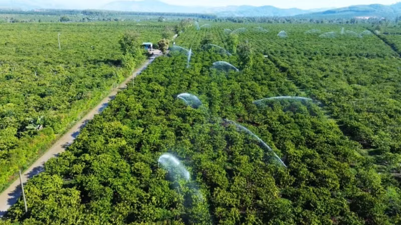 Arrosage du café à l'aide du système d'irrigation économes en eau dans un champ dans la commune de Dak Mar, district de Dak Ha, province de Kon Tum. Photo : NDEL