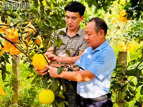 Après la transition numérique, la marque de pamplemousse Phuc Trach (dans le district de Huong Khê) a élargi son marché de consommation, contribuant ainsi à améliorer la valeur du produit. Photo : NDEL. 
