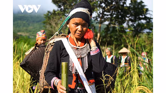 Les femmes qui recueillent le riz pour la cérémonie doivent être vertueuses, travailleuses et avoir une famille heureuse. Photo : VOV.