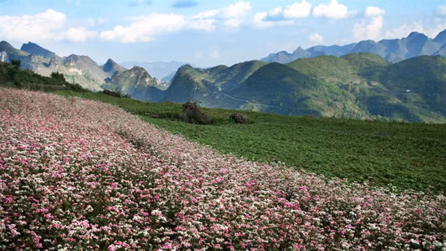 Hà Giang a le potentiel de développer le tourisme communautaire. Photo : daibieunhandan.vn