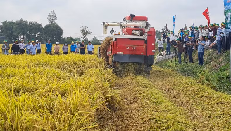 La récolte du riz se fera à l'aide de moissonneuses-batteuses combinées avec des machines de broyage de paille. Photo: nhandan.vn La récolte du riz se fera à l'aide de moissonneuses-batteuses combinées avec des machines de broyage de paille. Photo: nhandan.vn