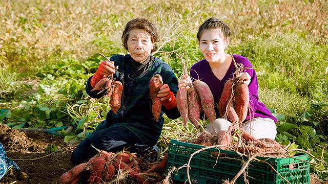 Bùi Ngoc Thuy et sa belle-mère récoltent des patates douces. Photo : Vietnamnet.vn