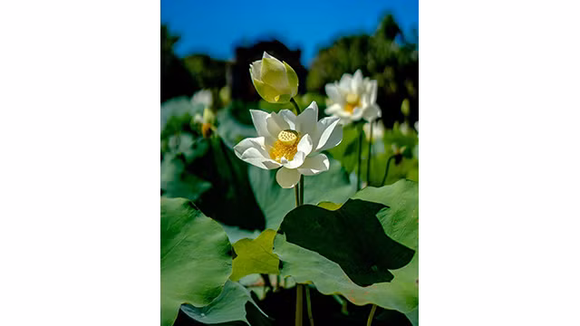 Après une période d'absence, la variété de lotus « Sen Ngu » a été plantée avec succès dans les terrains intérieurs de la citadelle de Huê et du lac Tinh Tâm. Photo : Comité d'organisation de la fête du lotus de Huê.