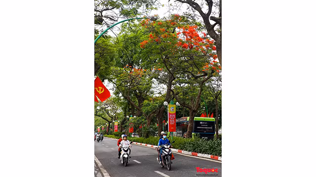 Les flamboyants fleurissent le long de la rue de Thanh Niên. Photo : toquoc.vn