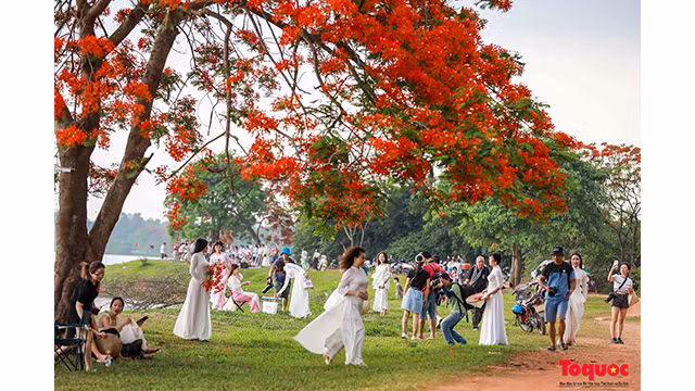Le week-end, un grand nombre de jeunes afflue vers la lagune de Vân Tri pour prendre des belles photos avec des fleurs de flamboyants. Photo : toquoc.vn