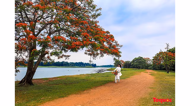 Une touriste a choisi un ao dai blanc (tunique traditionnelle vietnamienne) pour capter de beaux moments avec les fleurs de flamboyants rouges. Photo : toquoc.vn