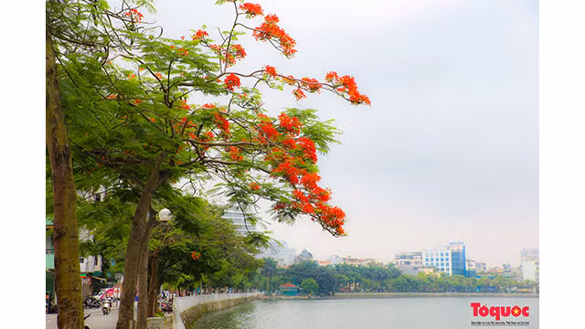 La saison des fleurs de flamboyants rouges à Hanoi ảnh 8