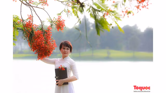 Une touriste a choisi un ao dai blanc (tunique traditionnelle vietnamienne) pour capter de beaux moments avec les fleurs de flamboyants rouges. Photo : toquoc.vn