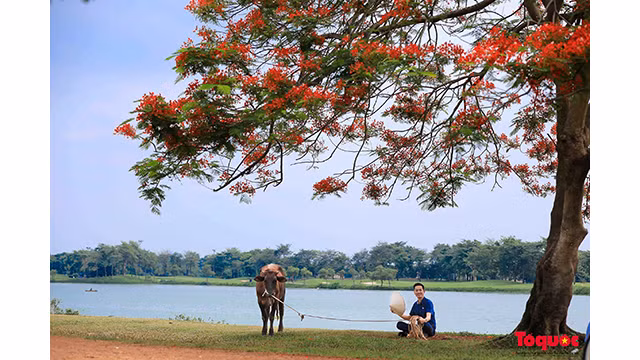 L’atmosphère paisible du lac Vân Tri, avec ses fleurs de flamboyants rouges, est loin de l’agitation du centre-ville. Photo : toquoc.vn