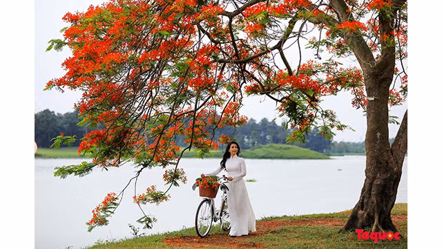 La saison des fleurs de flamboyants rouges à Hanoi ảnh 2