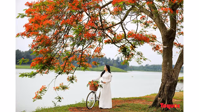 Une touriste a choisi un ao dai blanc (tunique traditionnelle vietnamienne) pour capter de beaux moments avec les fleurs de flamboyants rouges. Photo : toquoc.vn