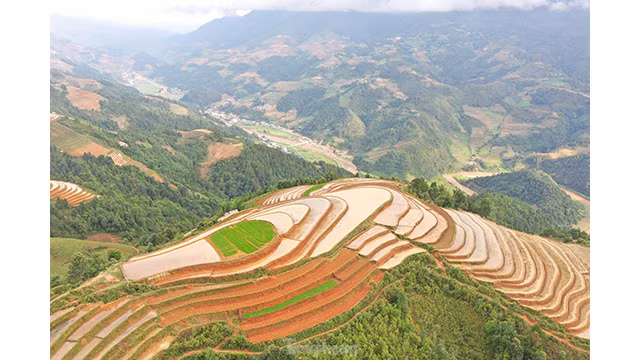 Les rizières nouvellement plantées sont vertes, entrelacés de lits de terre brune scintillant d'eau. Photo: tienphong.vn