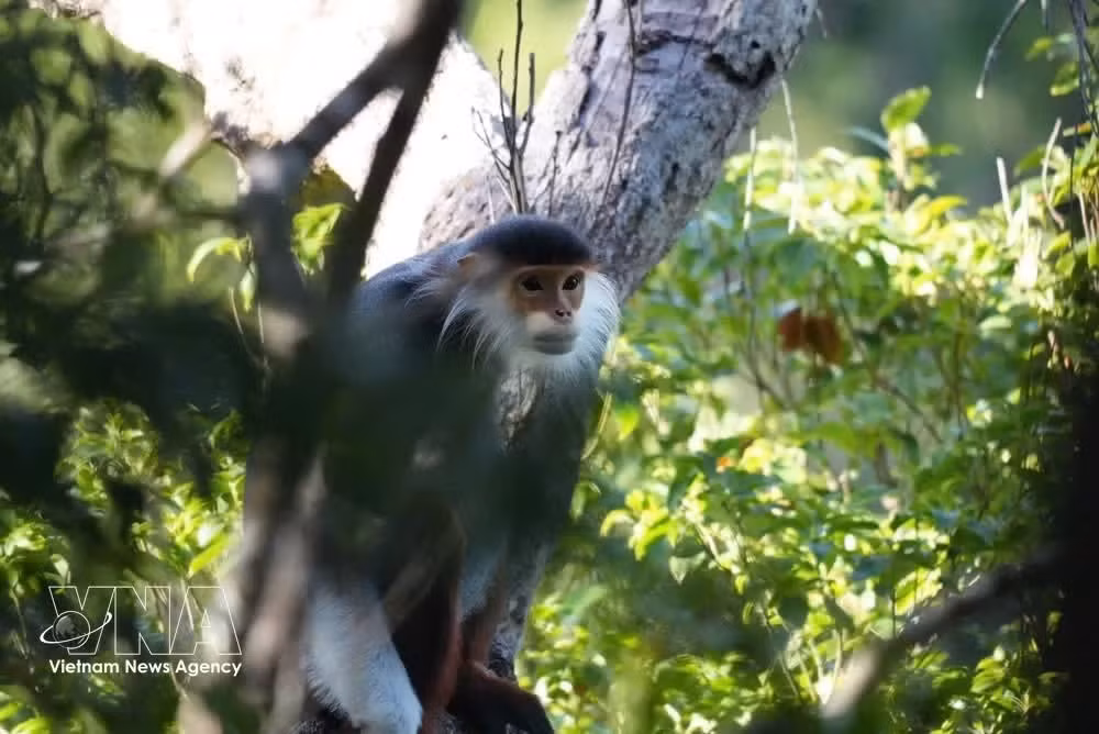 Langurs à pieds bruns au parc national de Bach Ma. Photo : VNA