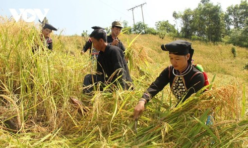 Plus de 10.500 modèles et projets de réduction de la pauvreté ont été mis en œuvre au cours des cinq dernières années. Photo illustrative : VOV.