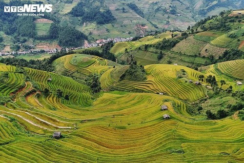 La beauté de la saison dorée de Mù Cang Chai.