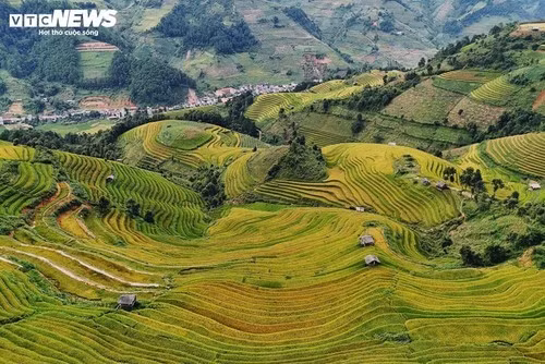 La beauté de la saison dorée de Mù Cang Chai.