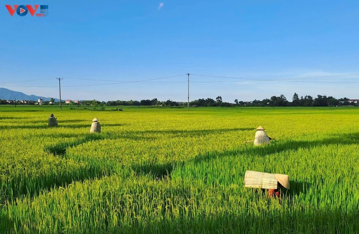 L’ao toi, une sorte de cape rudimentaire que les Vietnamiens utilisent pour se protéger de la pluie et du soleil. Photo: VOV5