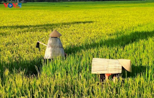 Pour de nombreux paysans, l’ao toi est considéré comme un compagnon face aux rigueurs du climat. Photo : VOV5. 