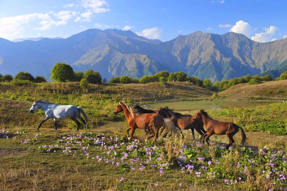 Grand Caucase (Azerbaïdjan) : Située sur le versant méridional de la majestueuse chaîne du Caucase, cette réserve s’étend des vallées fluviales de basse altitude jusqu’aux sommets spectaculaires culminant à plus de 3 600 mètres. Photo : UNESCO