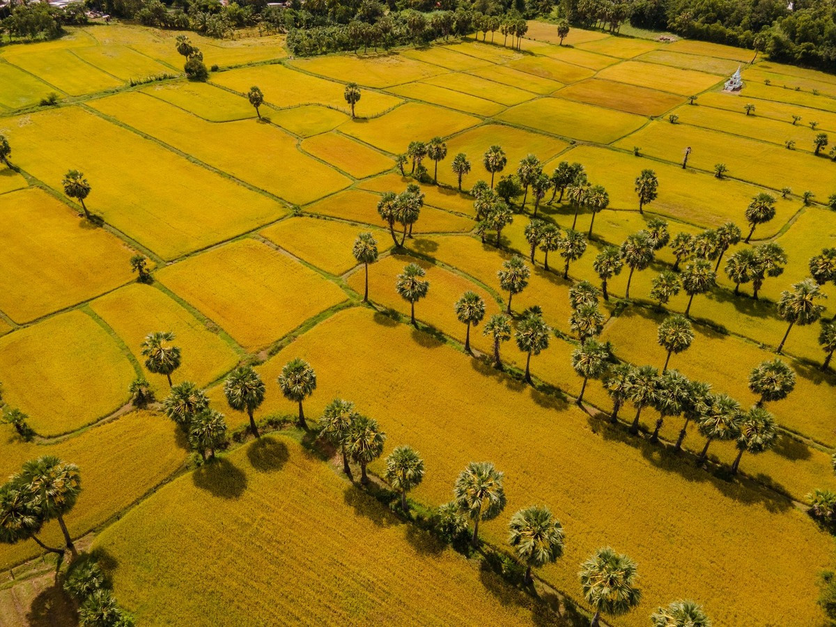 Les rizières bien alignées s’étendent jusqu’au pied de la montagne Co To. Les habitants de Tri Ton ne sèment pas leurs champs simultanément, ce qui donne lieu, pendant la période des récoltes, à un tableau mêlant nuances de jaune et de vert, caractéristique des rizières en cette saison. Photo : Tran Duc Hoang/kienthuc.net.vn