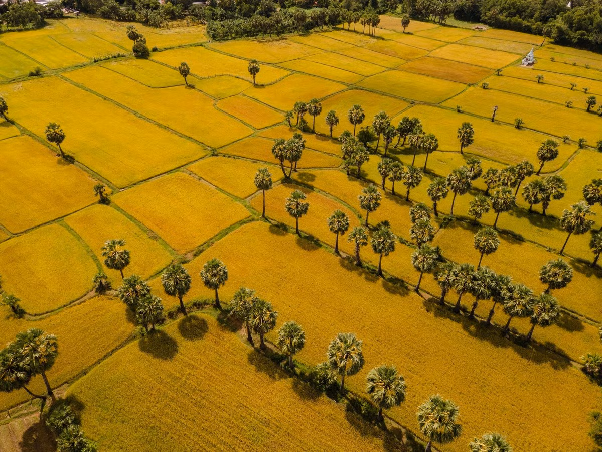 Les rizières bien alignées s’étendent jusqu’au pied de la montagne Co To. Les habitants de Tri Ton ne sèment pas leurs champs simultanément, ce qui donne lieu, pendant la période des récoltes, à un tableau mêlant nuances de jaune et de vert, caractéristique des rizières en cette saison. Photo : Tran Duc Hoang/kienthuc.net.vn