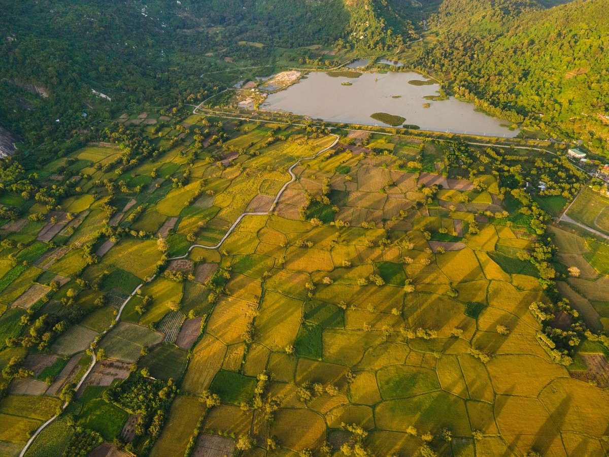 Les meilleurs moments pour admirer Ta Pa sont à l’aube ou au coucher du soleil. Au petit matin, une lumière douce filtre à travers les palmiers à sucre, faisant scintiller la surface des rizières. Le parfum du riz mûr mêlé au vent venant des montagnes offre aux visiteurs une sensation de fraîcheur pure, typique du delta du Mékong. Photo : Tran Duc Hoang/kienthuc.net.vn