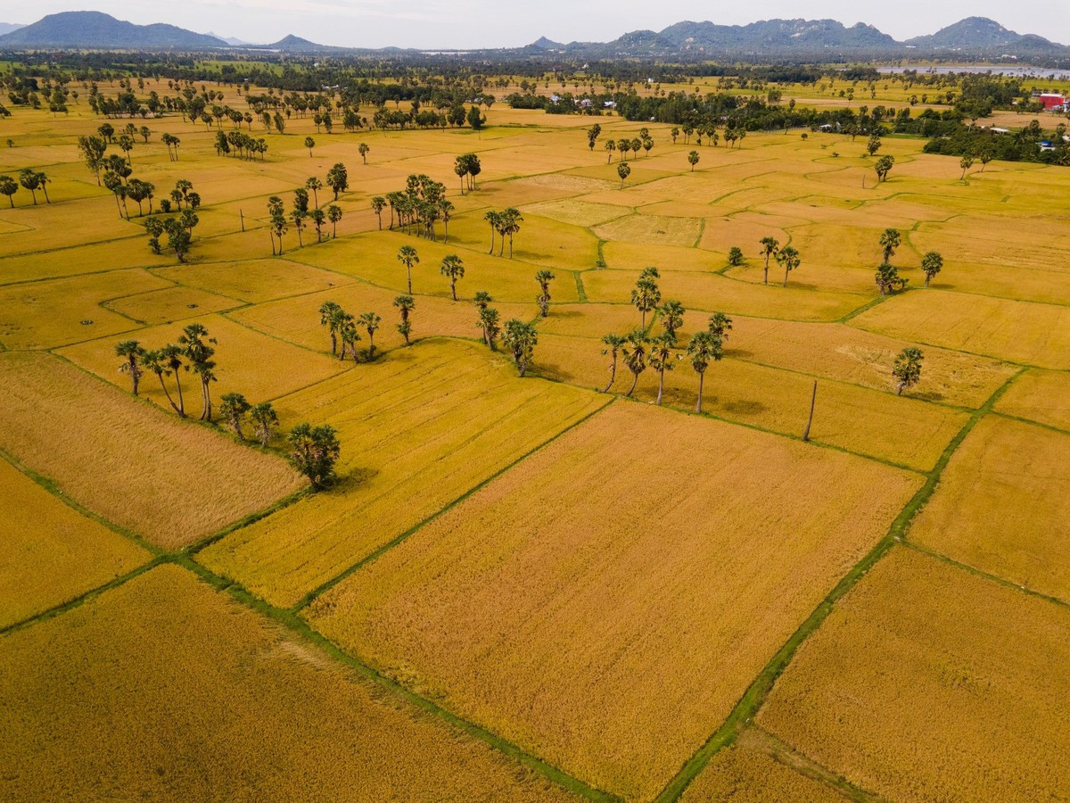 L’après-midi, le soleil couchant enveloppe la plaine d’une teinte orange ambrée, révélant les courbes délicates des terrasses, un décor romantique idéal pour la photographie. Photo : Tran Duc Hoang/kienthuc.net.vn