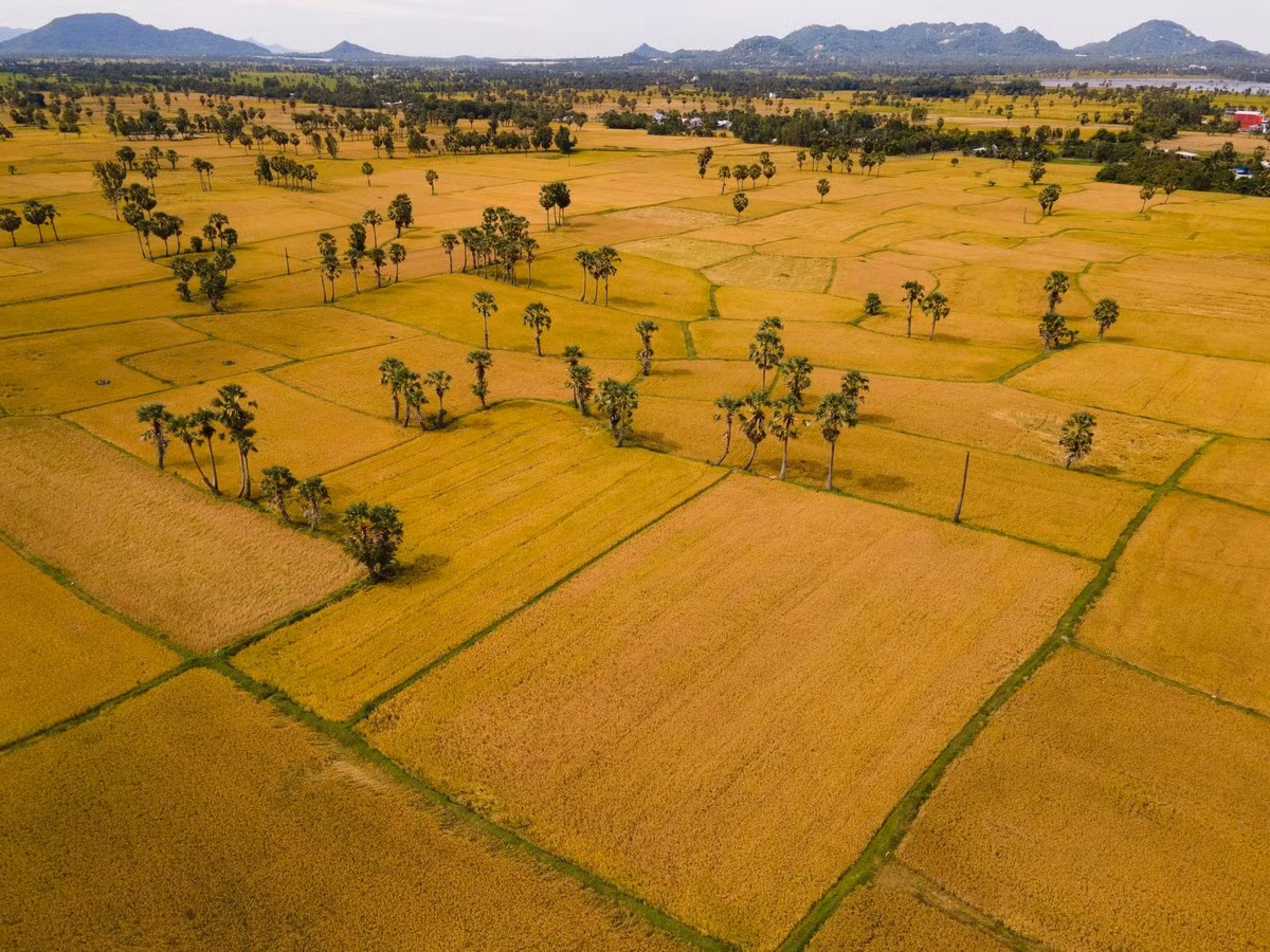 L’après-midi, le soleil couchant enveloppe la plaine d’une teinte orange ambrée, révélant les courbes délicates des terrasses, un décor romantique idéal pour la photographie. Photo : Tran Duc Hoang/kienthuc.net.vn