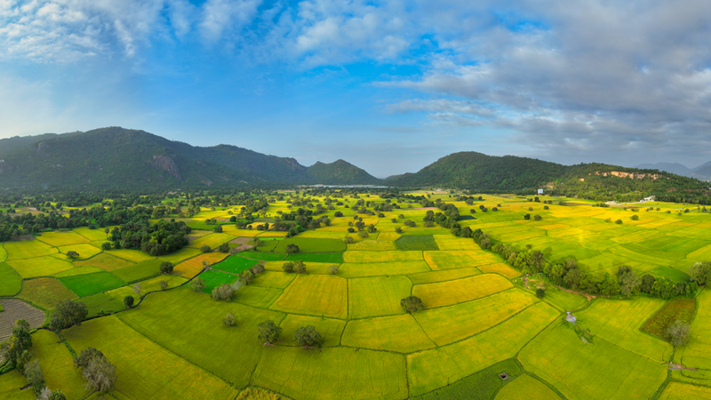 Une vue panoramique de la saison des récoltes à Ta Pa, dans la province d'An Giang.
