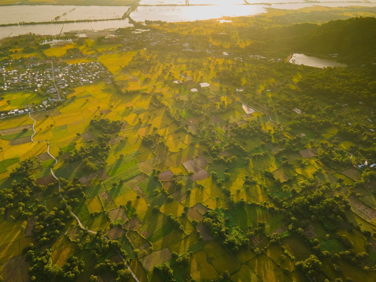 À la fin de l’année, les rizières de Ta Pa (province d’An Giang) se pare d’un jaune rutilant, mêlé au vert profond des palmiers à sucre, dessinant un tableau rural d’une beauté saisissante. Photo : Tran Duc Hoang/kienthuc.net.vn