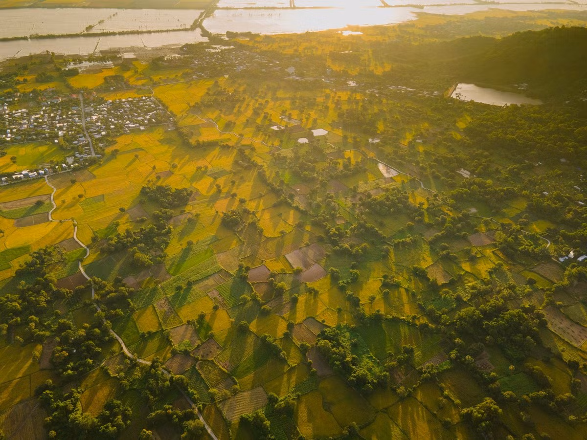 À la fin de l’année, les rizières de Ta Pa (province d’An Giang) se pare d’un jaune rutilant, mêlé au vert profond des palmiers à sucre, dessinant un tableau rural d’une beauté saisissante. Photo : Tran Duc Hoang/kienthuc.net.vn