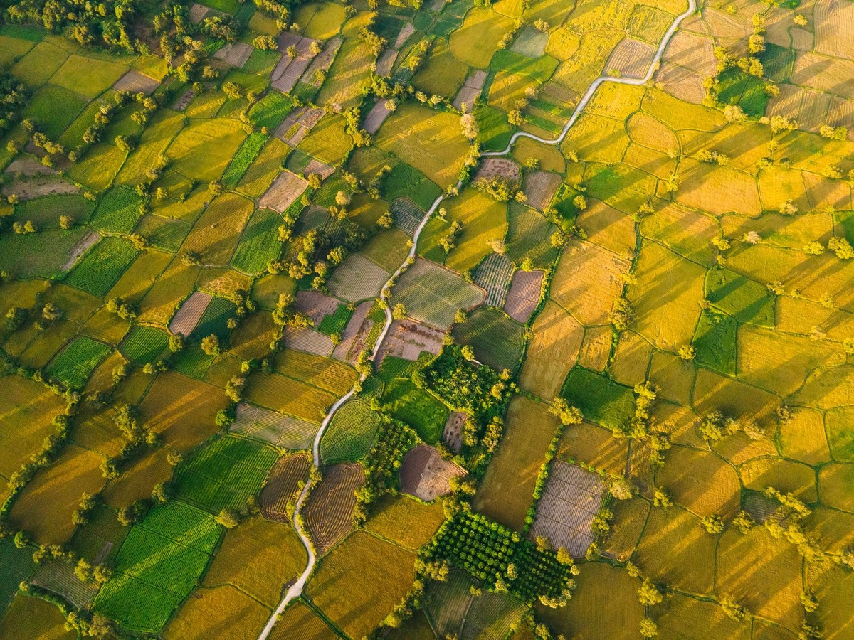 Située au pied des monts Ta Pa et Co To, cette plaine de près de 1 200 hectares apparaît comme une vallée dorée, attirant les voyageurs et photographes en quête de paysages paisibles. Photo : Tran Duc Hoang/kienthuc.net.vn