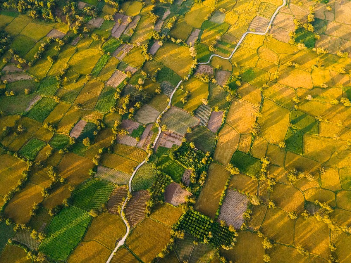 Située au pied des monts Ta Pa et Co To, cette plaine de près de 1 200 hectares apparaît comme une vallée dorée, attirant les voyageurs et photographes en quête de paysages paisibles. Photo : Tran Duc Hoang/kienthuc.net.vn