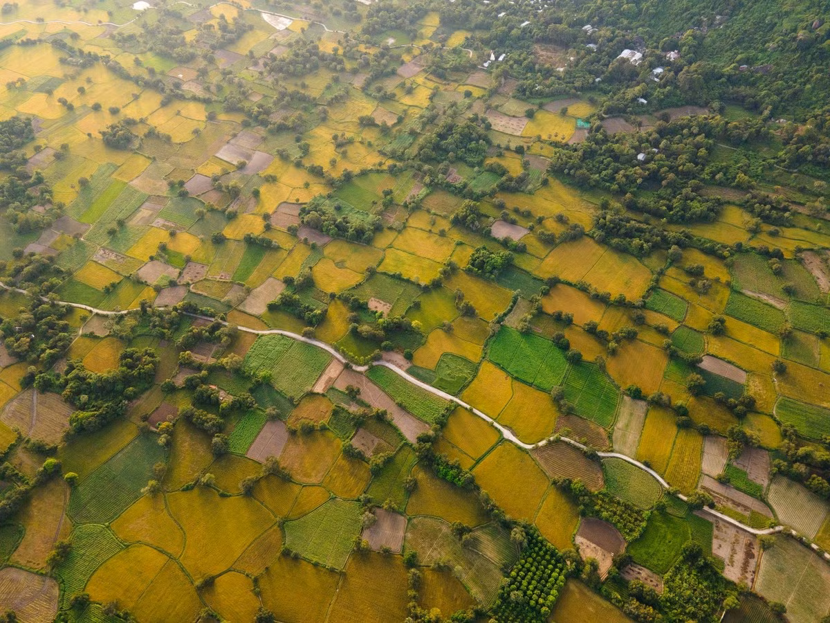 Vue du ciel, les rizières de Ta Pa ressemblent à un tapis polychrome : le jaune vif du riz mûr, le vert tendre des parcelles encore jeunes, et le brun profond des zones déjà récoltées. Photo : Tran Duc Hoang/kienthuc.net.vn