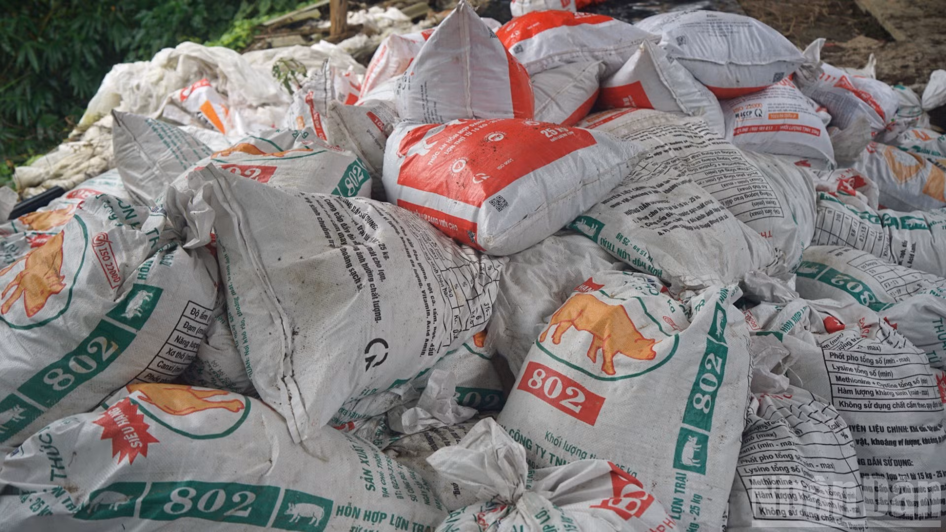 Après traitement, les déchets sont utilisés pour produire de l'engrais. Photo : Trung Hung/NDEL