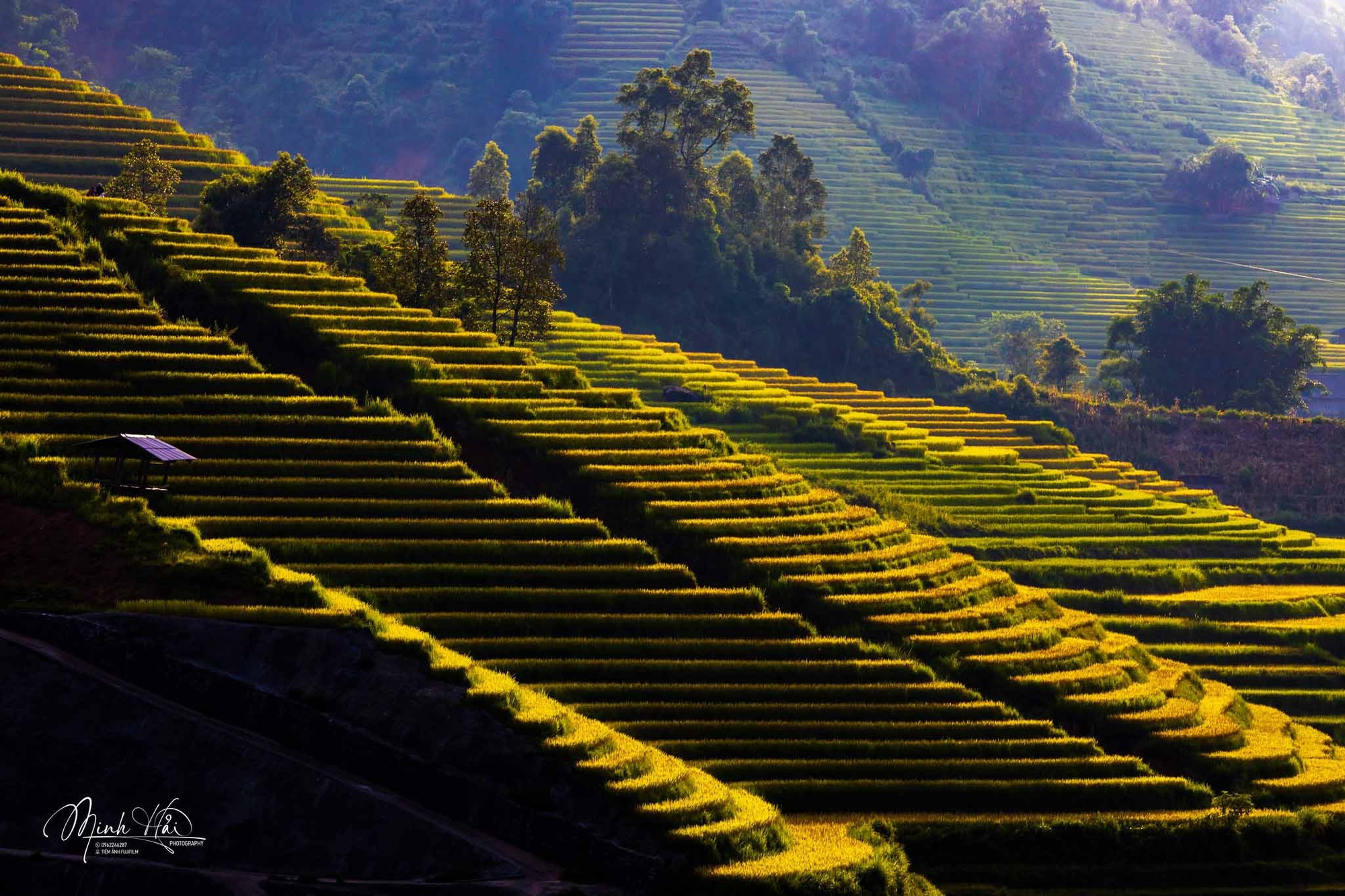 C’est lorsque le riz mûrit, entre août et novembre, que ces rizières sont de toute beauté. Photo : Minh Hai. C’est lorsque le riz mûrit, entre août et novembre, que ces rizières sont de toute beauté. Photo : Minh Hai.
