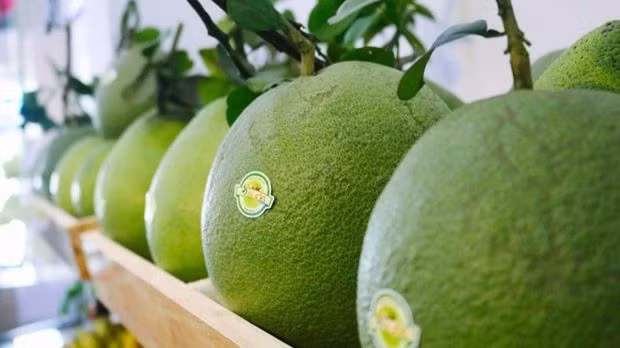 Le premier lot de pamplemousses du Vietnam est officiellement exporté aux États-Unis, le 28 novembre dernier. Photo : Congthuong.