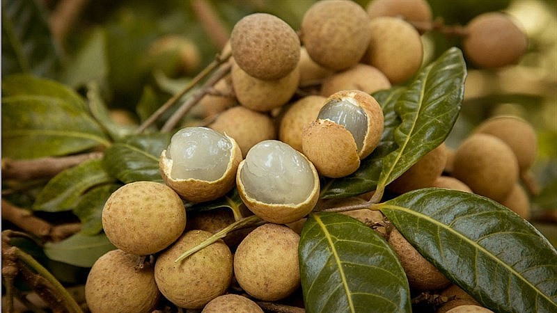 Photo : baoquocte.vn