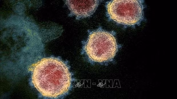 Ho Chi Minh-Ville confirme l’apparition de la sous-lignée XBB du variant Omicron. Photo: VNA