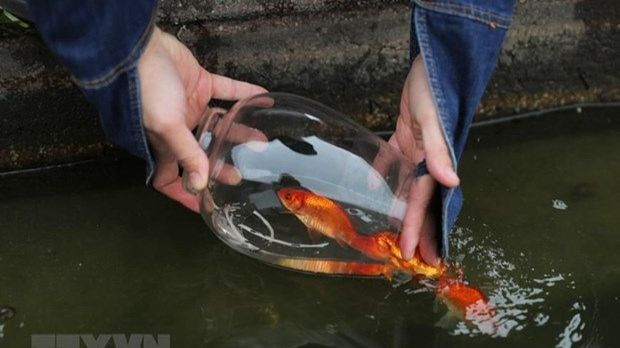 Les carpes rouges qui servent à Ông Táo de véhicule pour monter au ciel. Photo : VNA