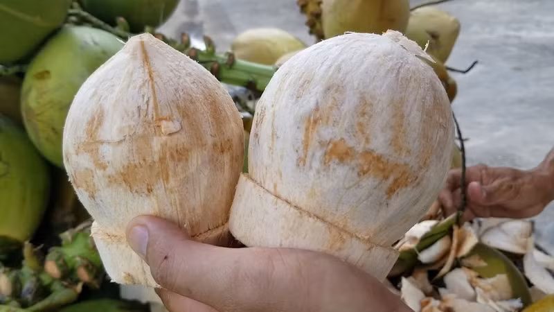Les États-Unis donnent leur feu vert aux noix de coco du Vietnam