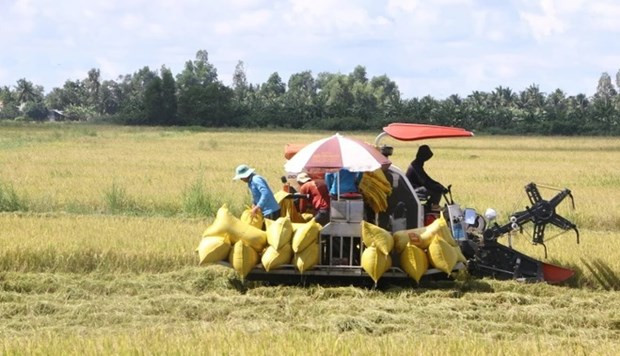 Récolte de riz à Soc Trang, dans le delta du Mékong. Photo : VNA
