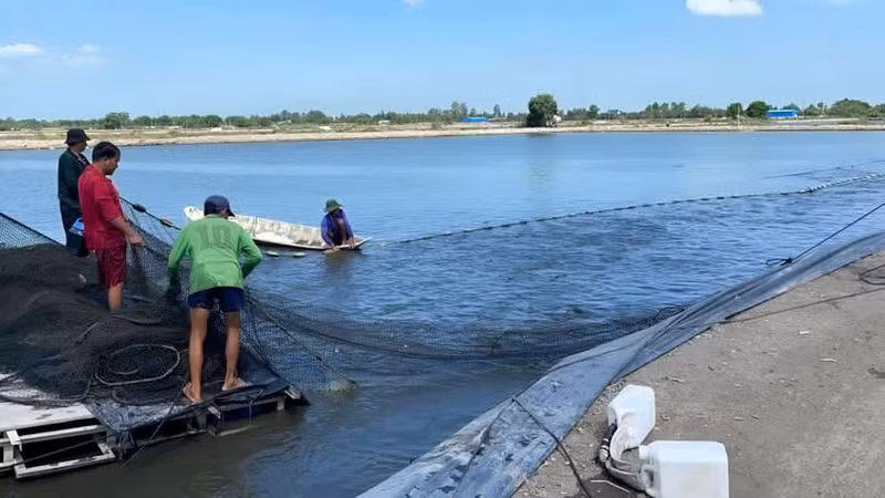 L’application de capteurs hydroacoustiques combinés à l’intelligence artificielle permet de surveiller et de prévoir les maladies du pangasius, améliorant ainsi l’efficacité de la production – un projet mené par l’Université de Can Tho et l’Université Charles Darwin (cycle 5).