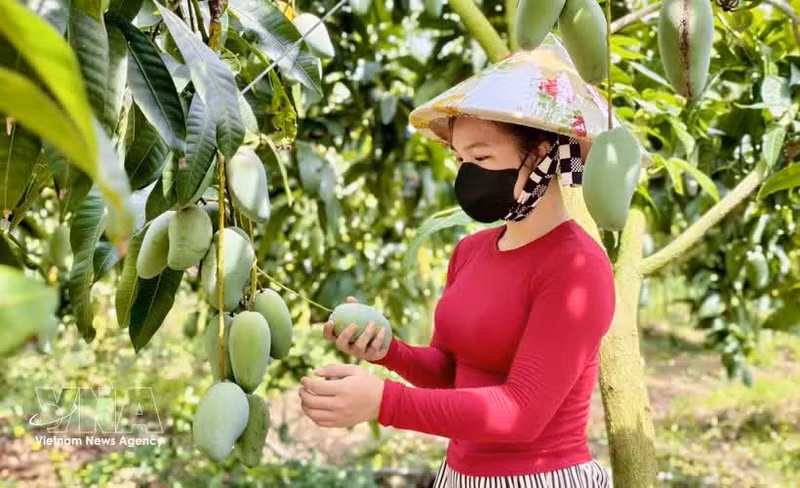Les mangues de la province d’An Giang séduisent de nombreux marchés exigeants. Photo: VNA