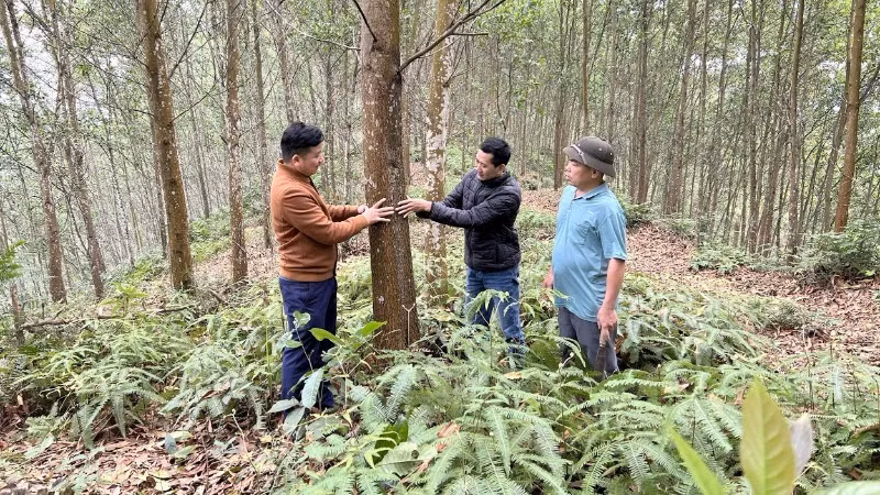 Le modèle de plantation de bois d’œuvre apporte des bénéfices économiques aux habitants de la commune de Minh Thanh, province de Tuyen Quang. (Photo : NGO HUNG)